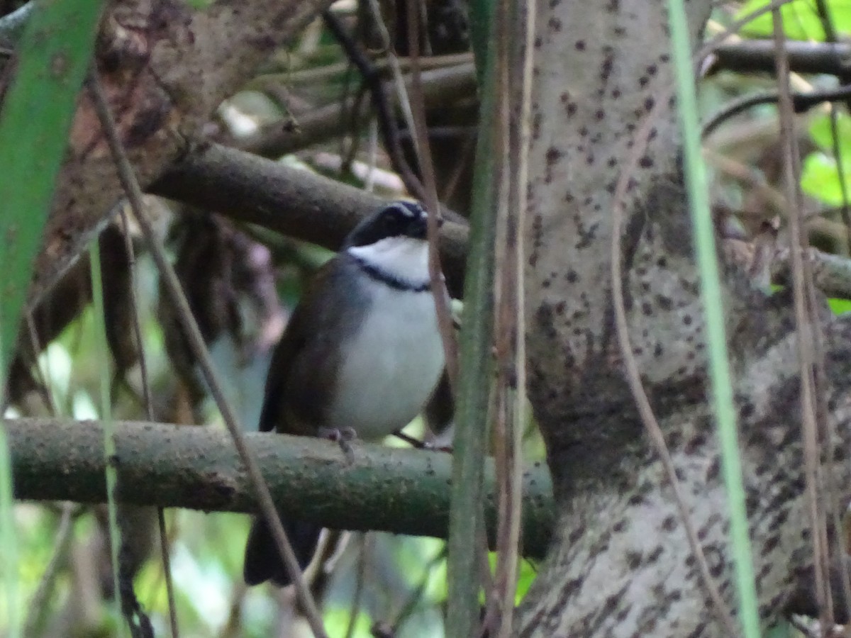 perijaspurv - ML643569354