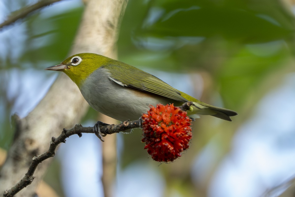 Chestnut-flanked White-eye - ML643569404