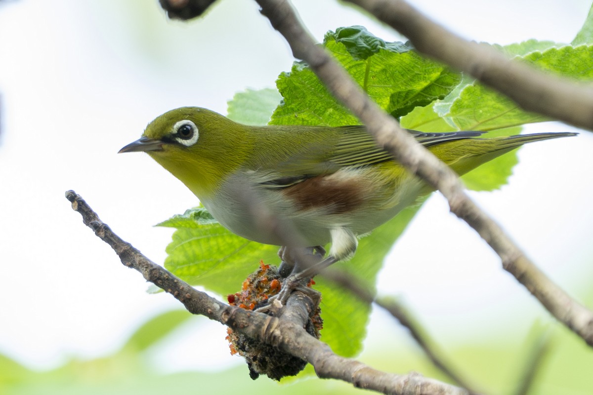Chestnut-flanked White-eye - ML643569405