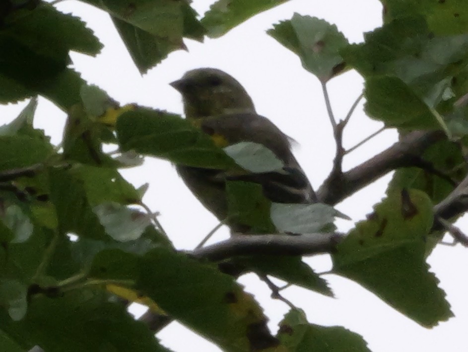 American Goldfinch - ML643569425