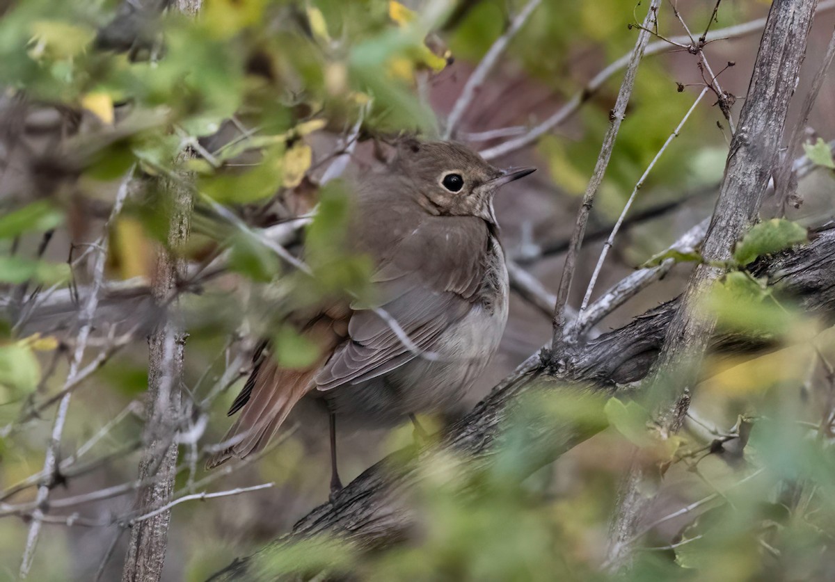 Hermit Thrush - ML643569427