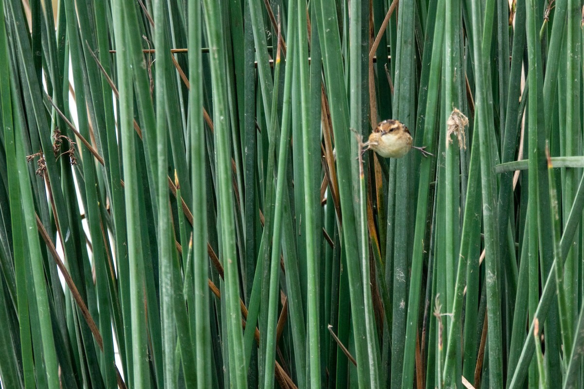 Wren-like Rushbird - ML643569433