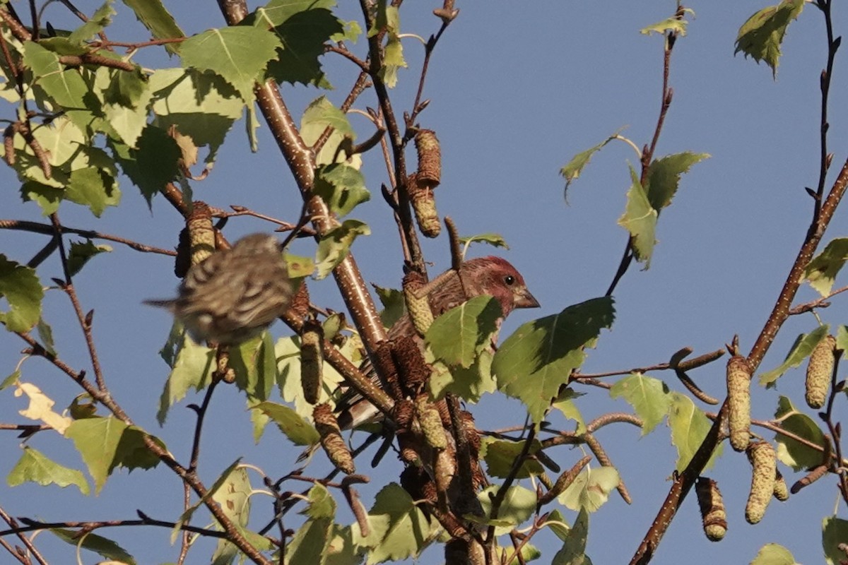 Purple Finch - ML643569441