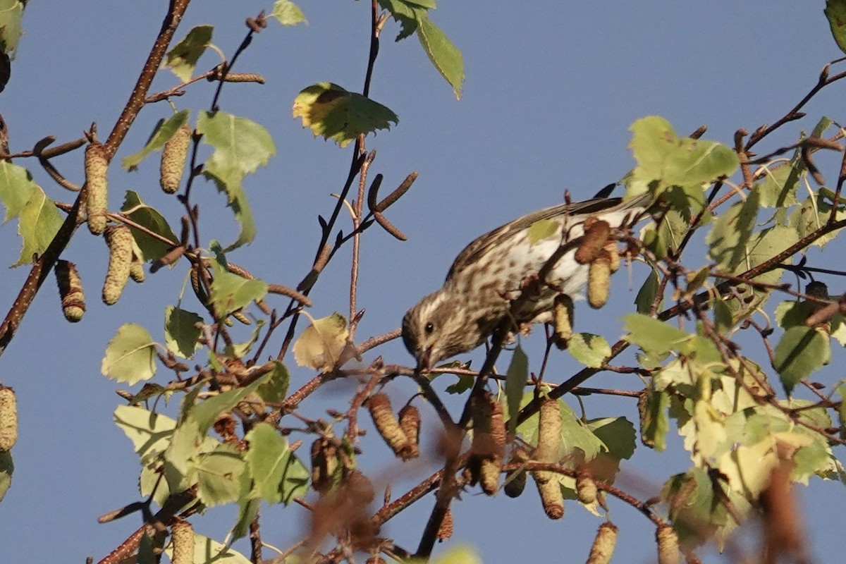 Purple Finch - ML643569442