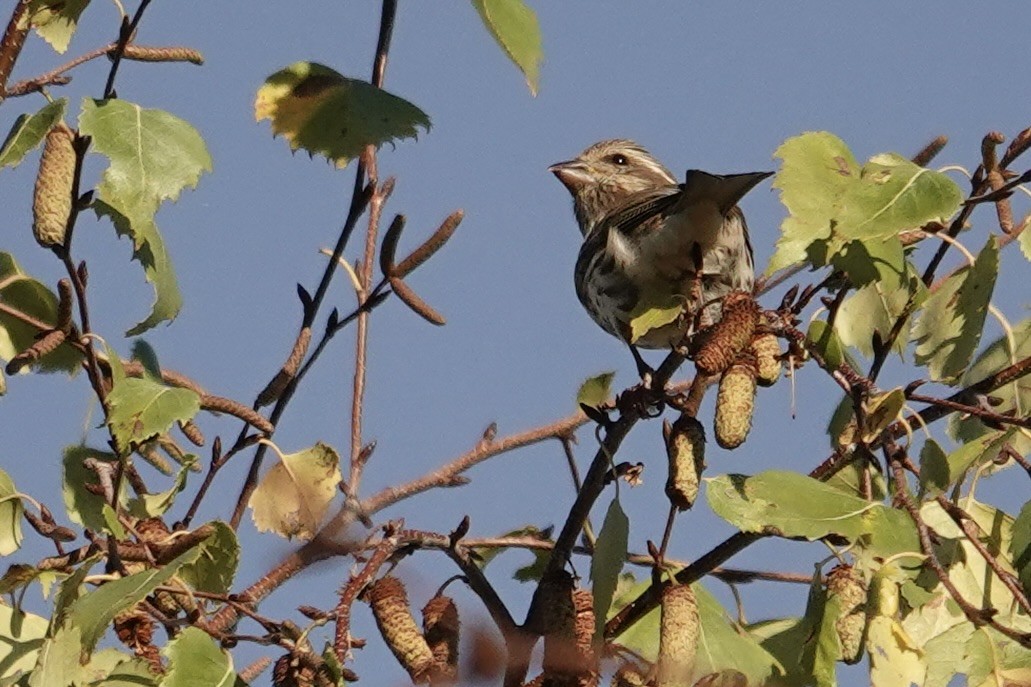 Purple Finch - ML643569443