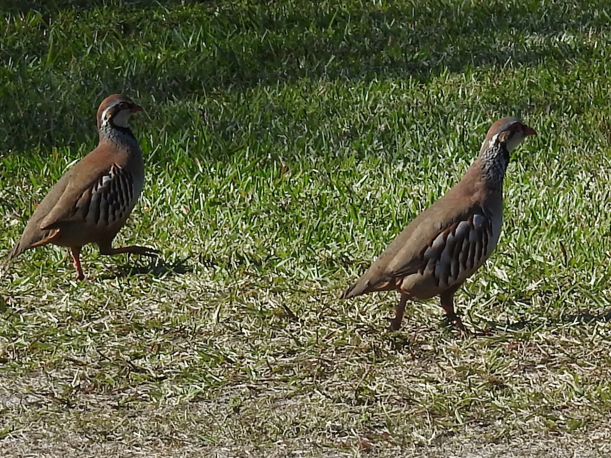 rødhøne - ML643569446