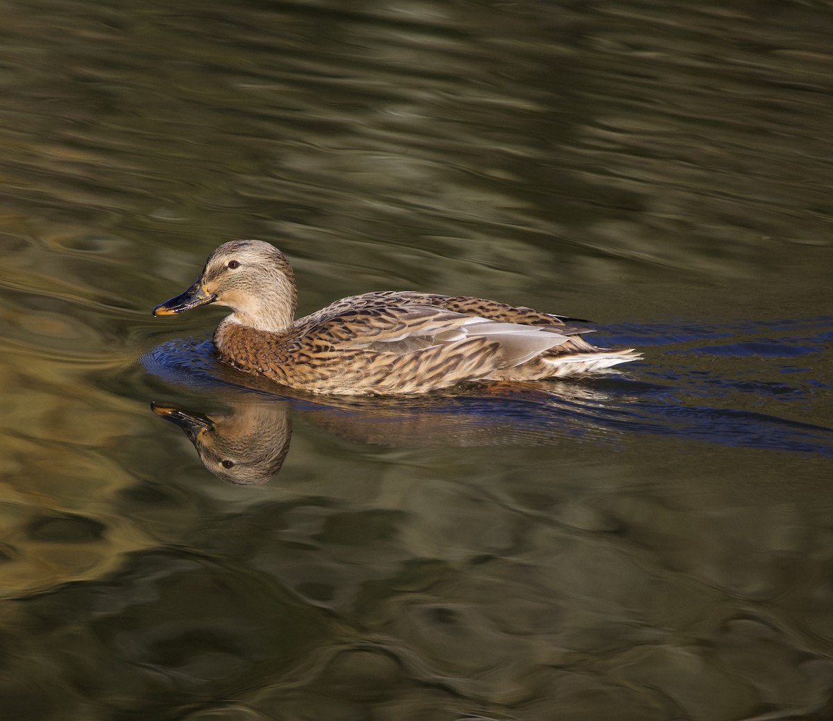 Mallard - ML643569466