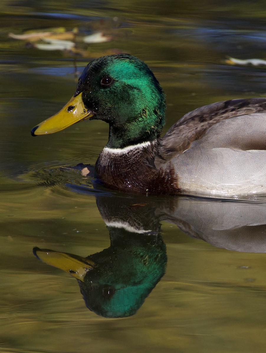 Mallard - ML643569467