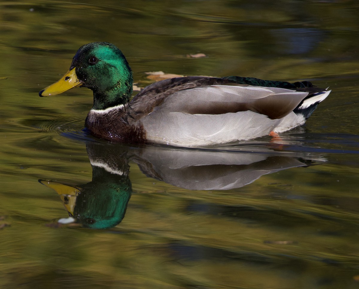 Mallard - ML643569468