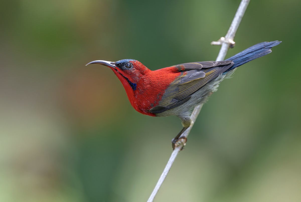 Crimson Sunbird - ML643569482
