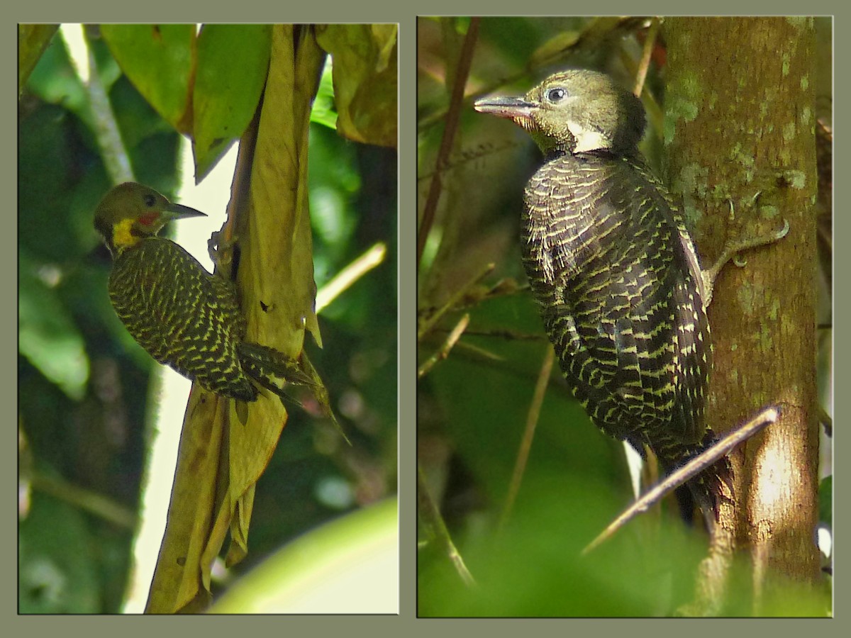 Buff-necked Woodpecker - ML643569483
