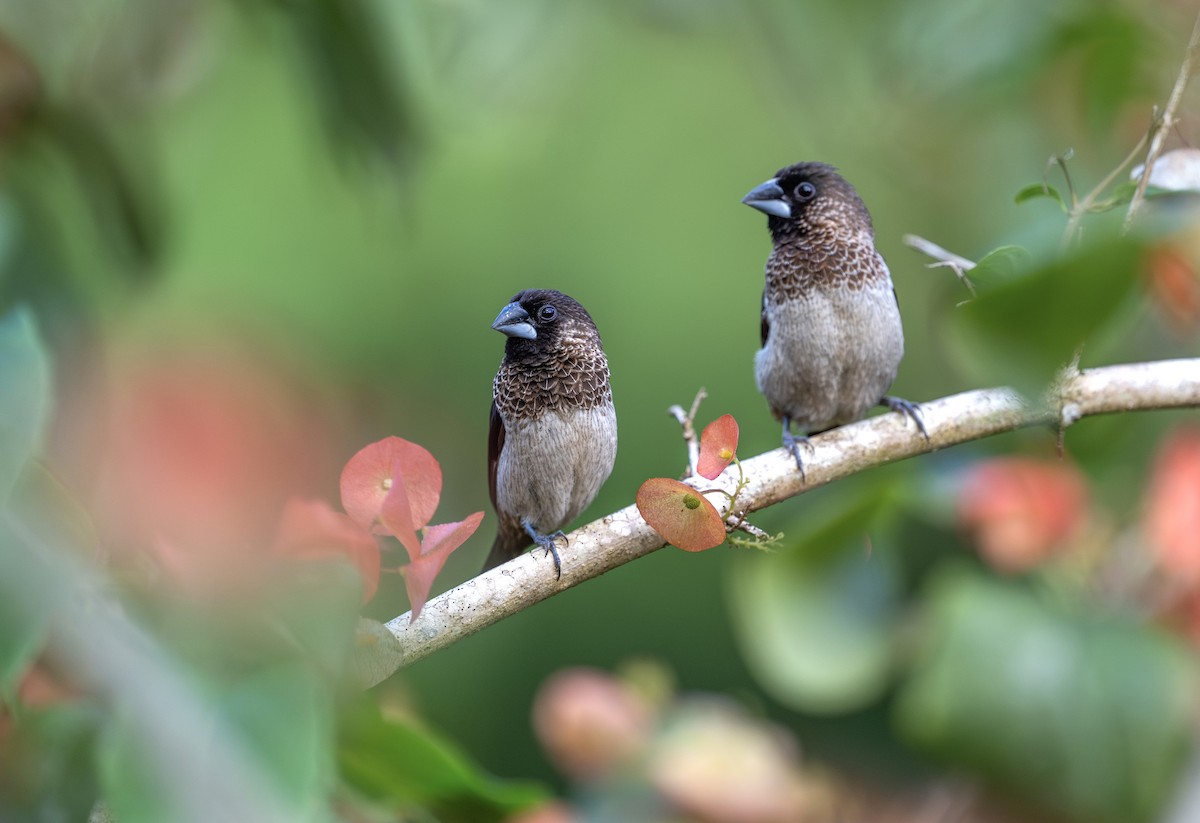 White-rumped Munia - ML643569487