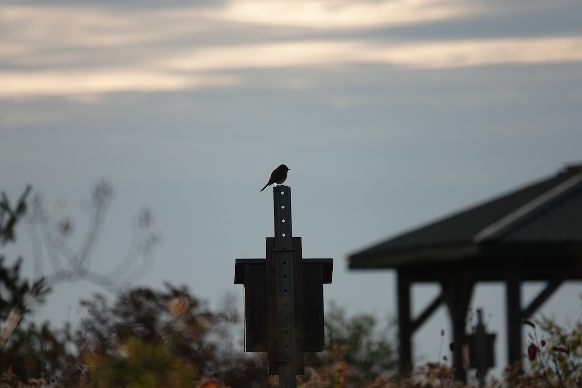 Eastern Phoebe - ML643569491