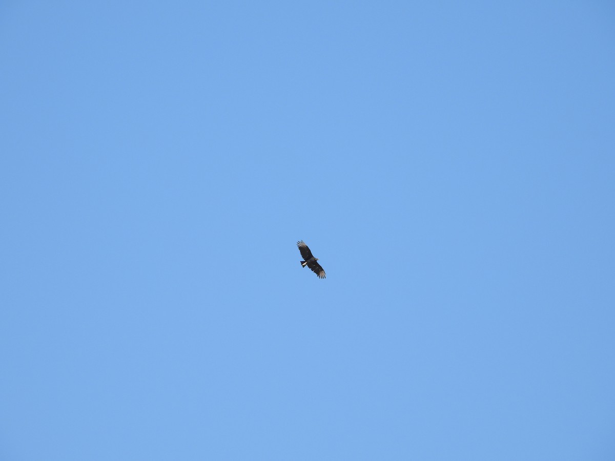 Black Vulture - ML643569497