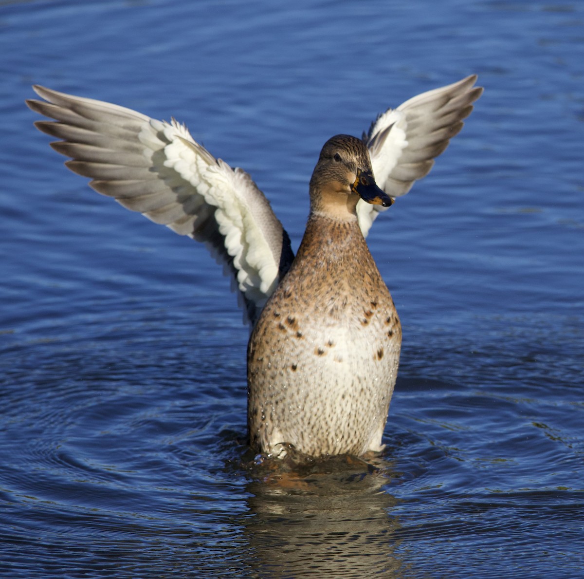 Mallard - ML643569525