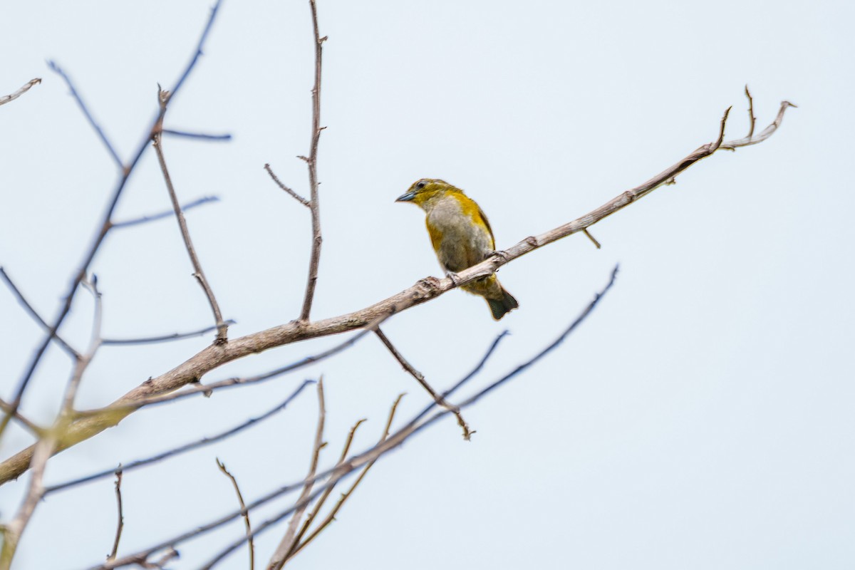 Golden-sided Euphonia - ML643569531