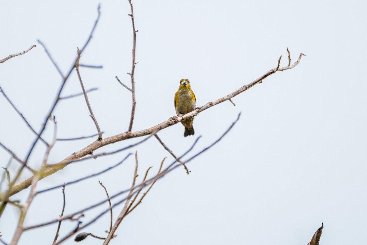 Golden-sided Euphonia - ML643569532