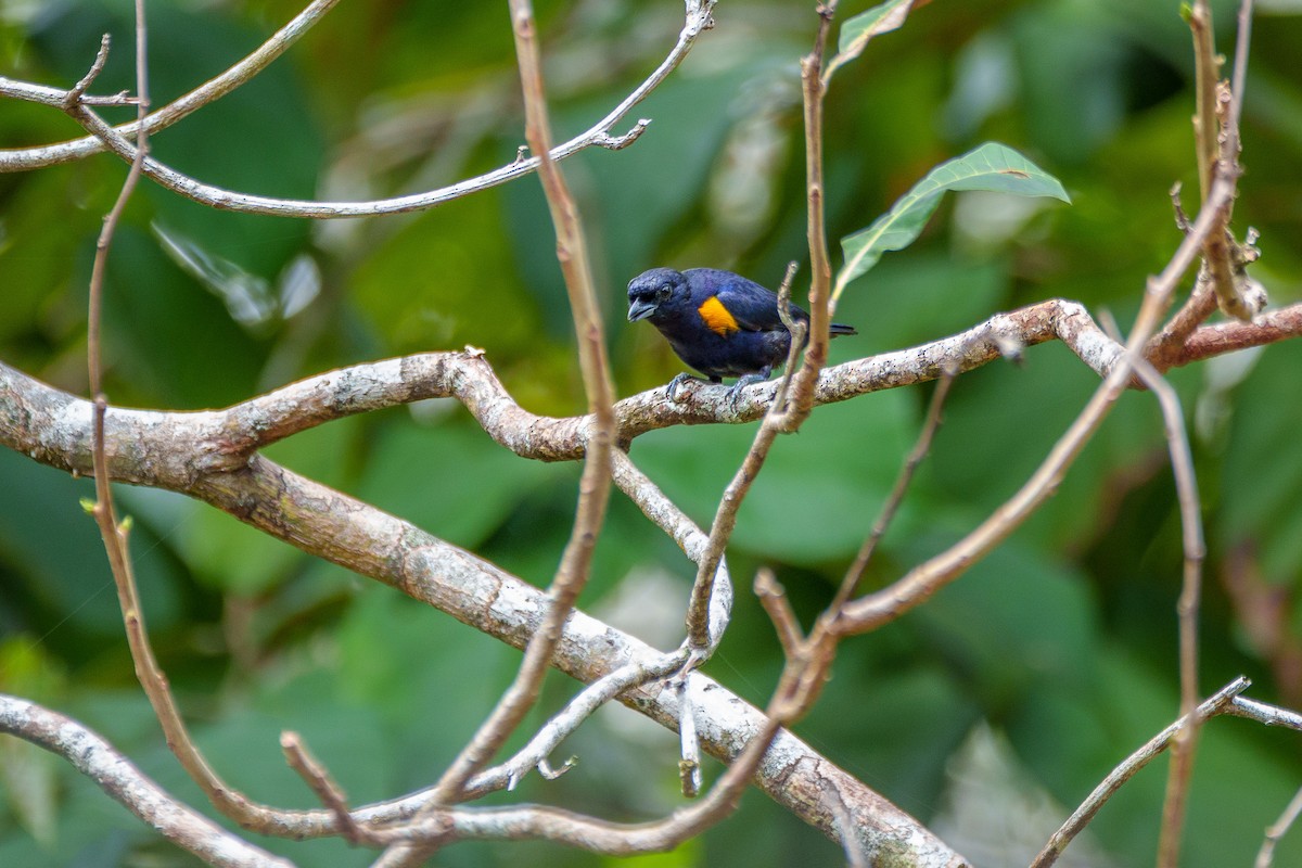 Golden-sided Euphonia - ML643569533