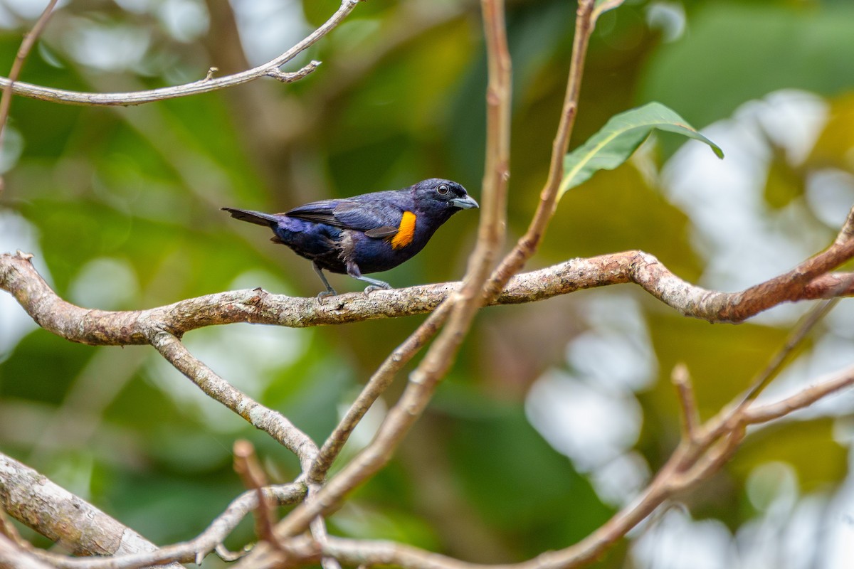 Golden-sided Euphonia - ML643569534