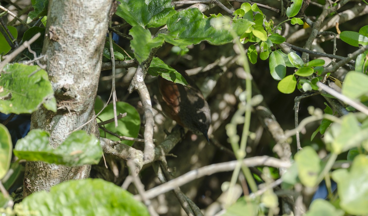 Rufous-breasted Spinetail - ML643569545