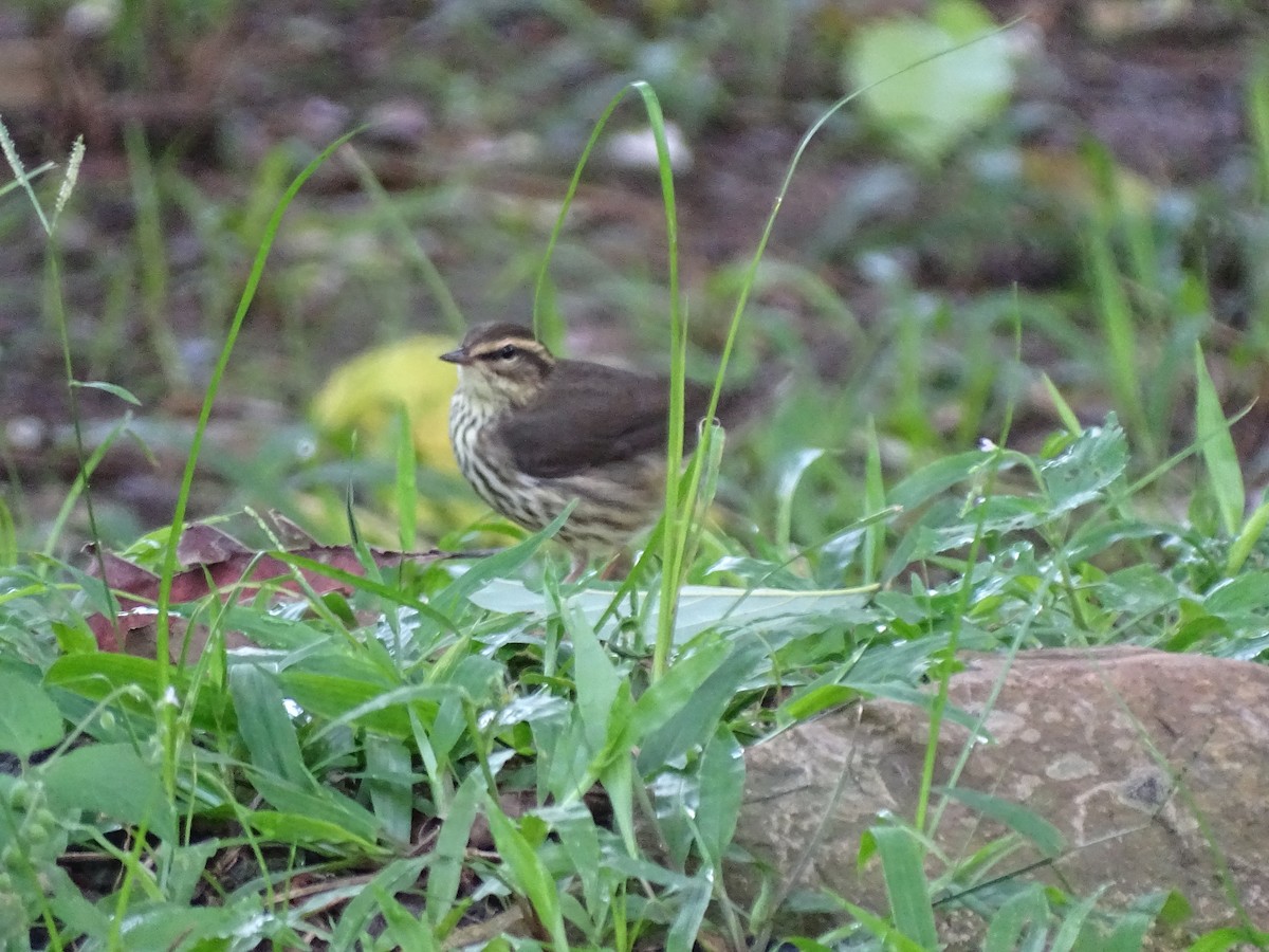Northern Waterthrush - ML643569560