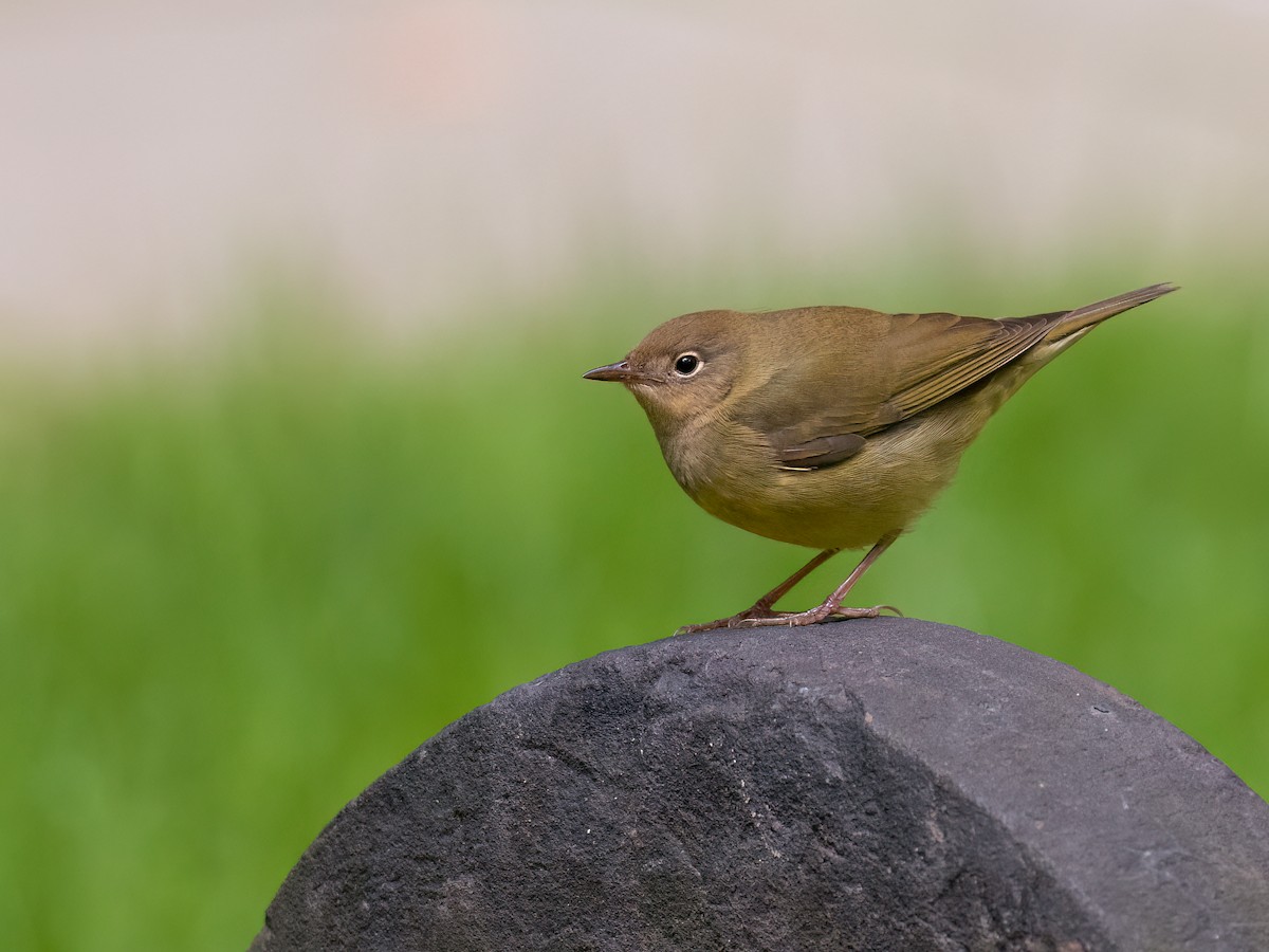 Connecticut Warbler - ML643569562
