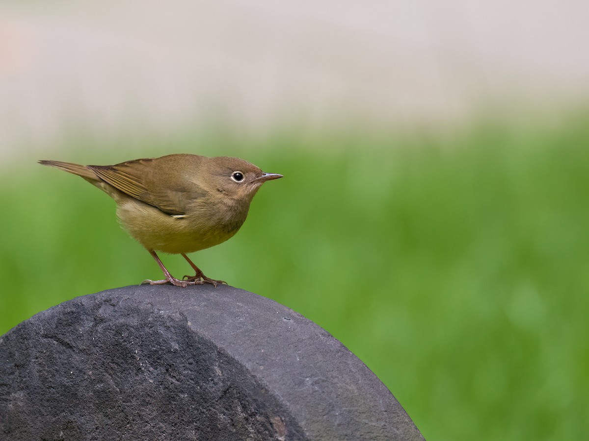 Connecticut Warbler - ML643569563