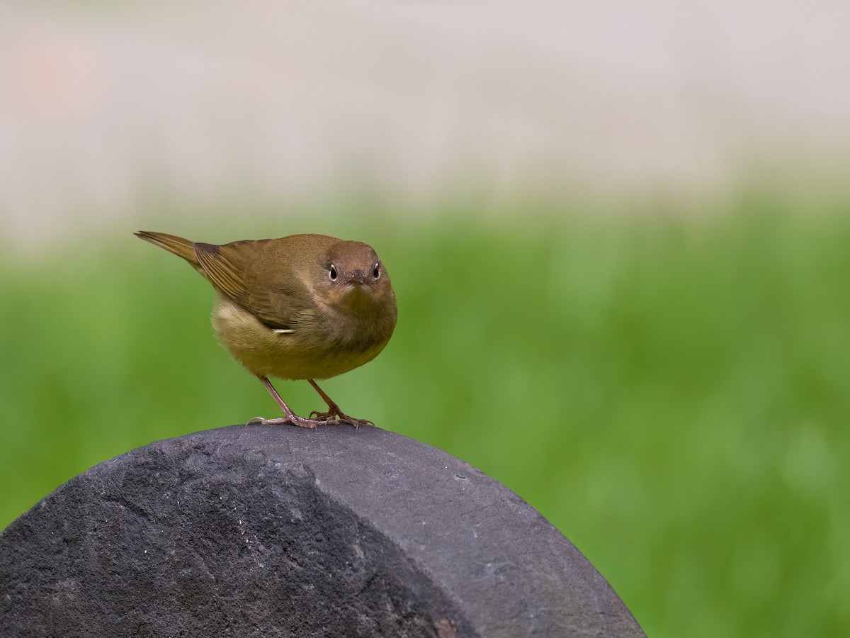 Connecticut Warbler - ML643569564