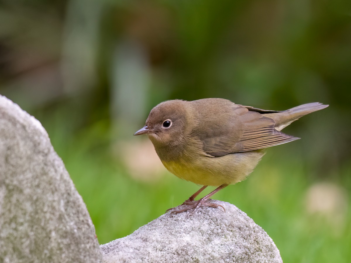 Connecticut Warbler - ML643569565