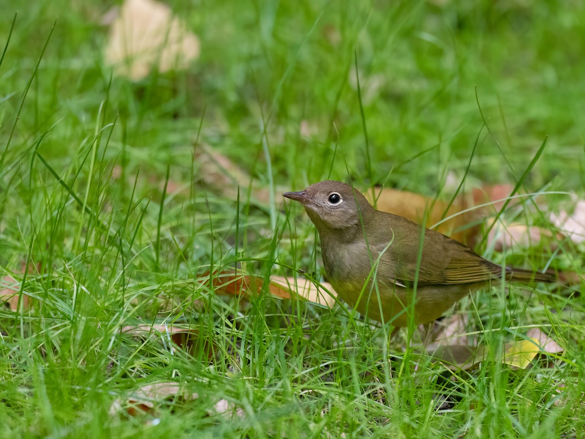 Connecticut Warbler - ML643569566