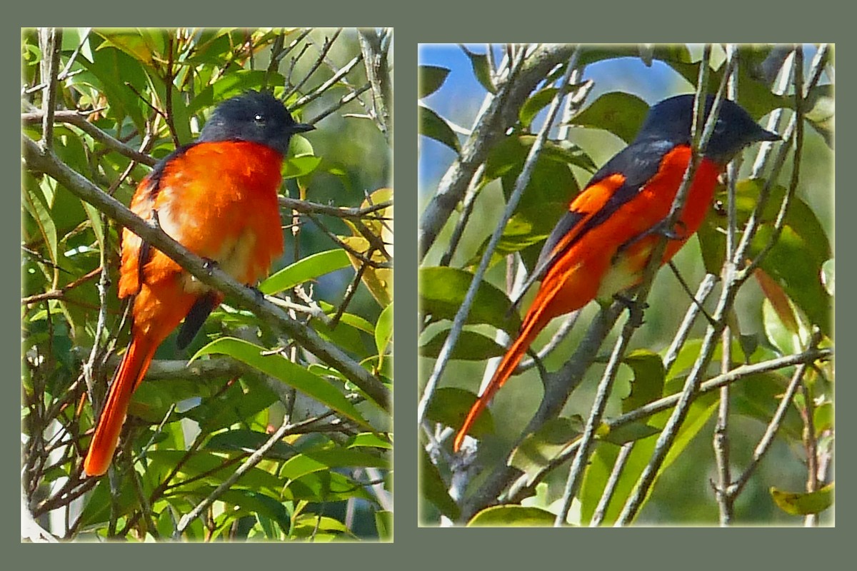 Gray-chinned Minivet - ML643569582