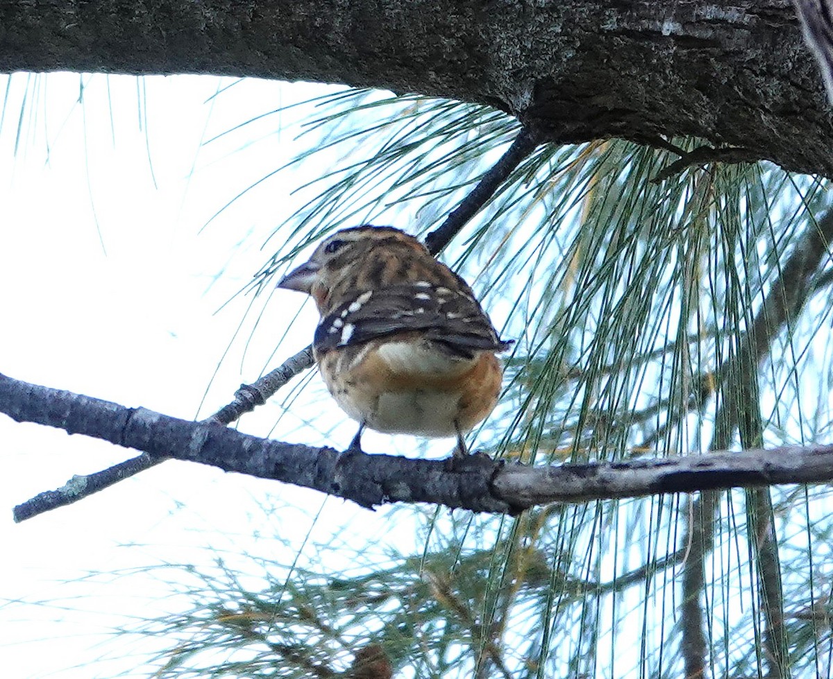 Rose-breasted Grosbeak - ML643569585