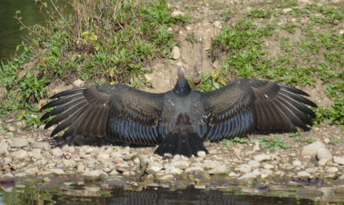 Turkey Vulture - ML643569586