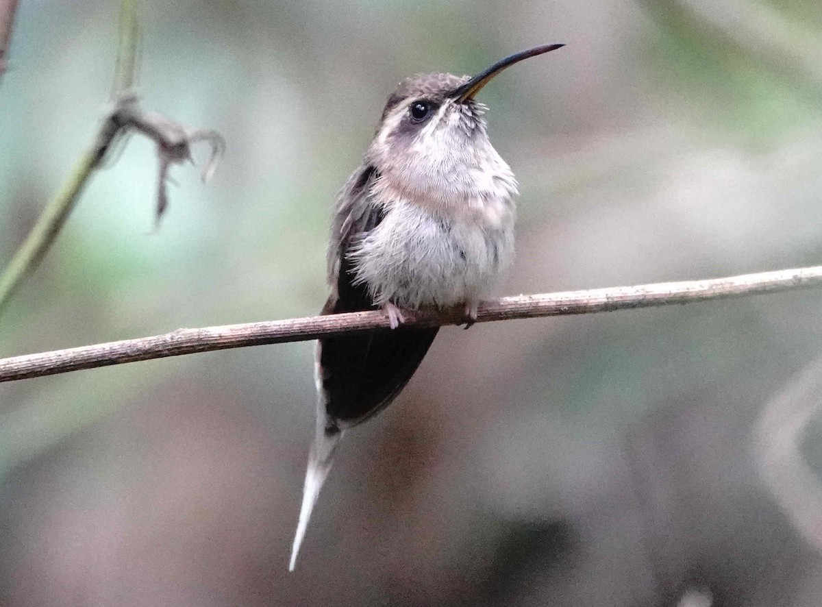 Dusky-throated Hermit - ML643569591