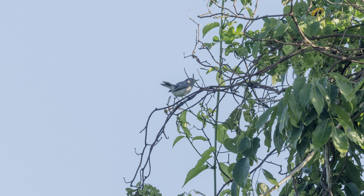 Blue-gray Gnatcatcher - ML643569596
