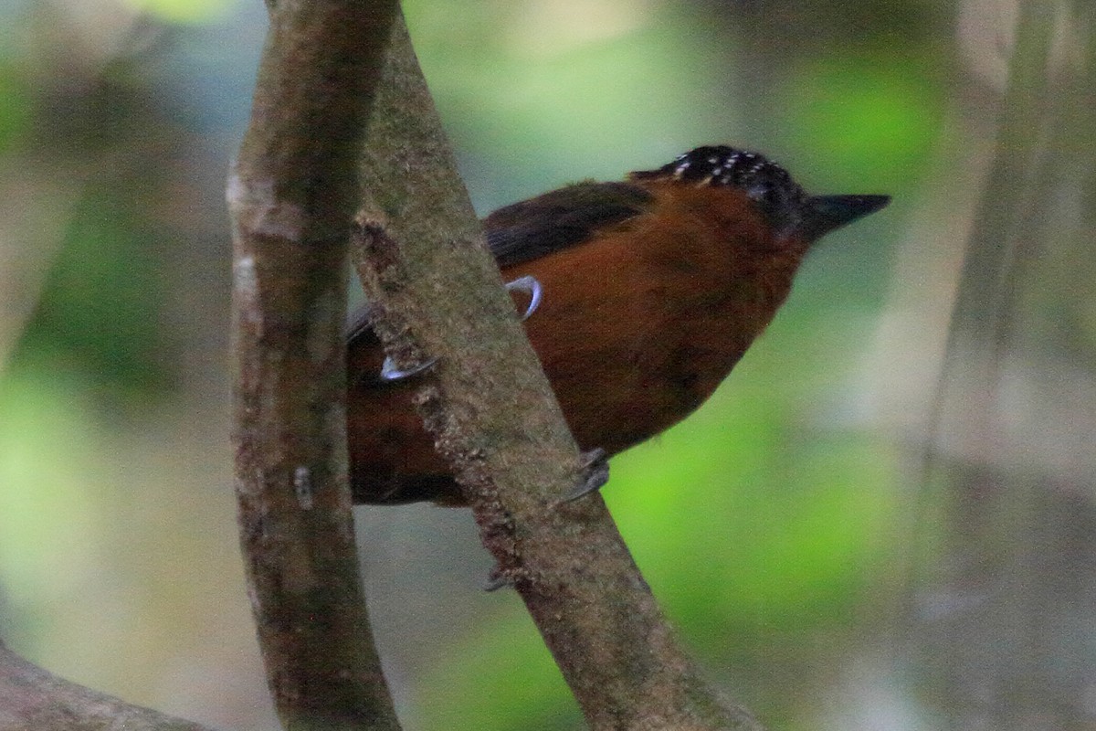 ムネアカヒメキツツキ - ML643569597