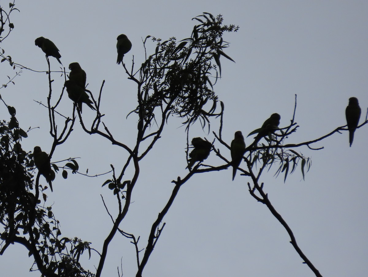 Brown-throated Parakeet - ML643569598