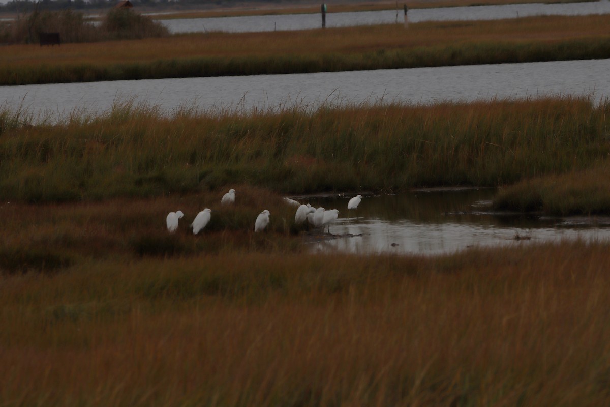 Snowy Egret - ML643569622