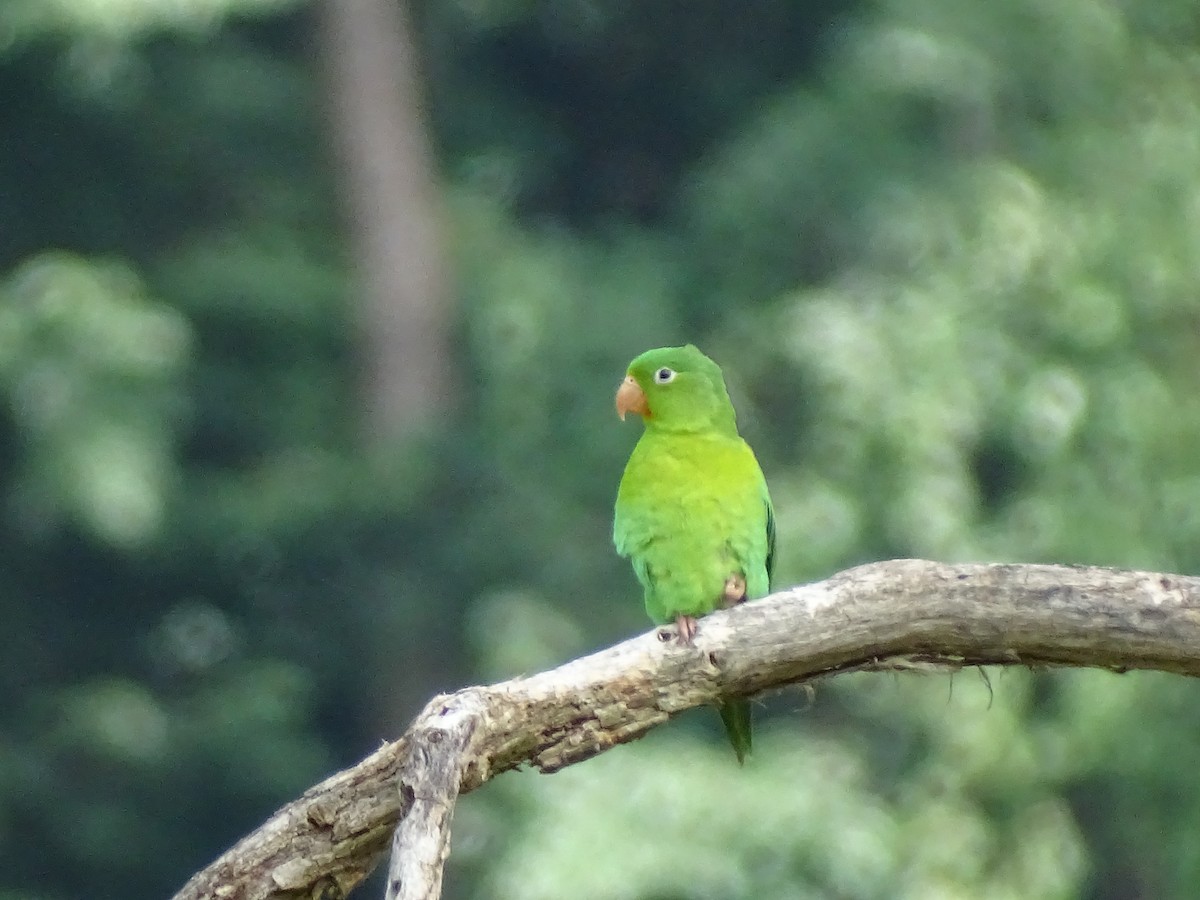 Orange-chinned Parakeet - ML643569629