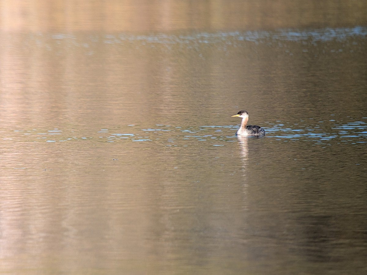 Red-necked Grebe - ML643569630