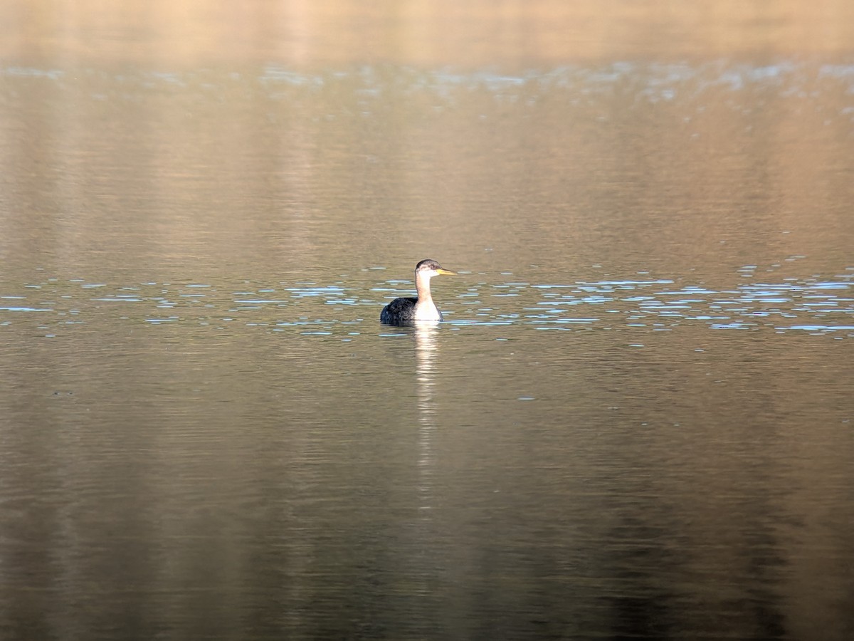Red-necked Grebe - ML643569650