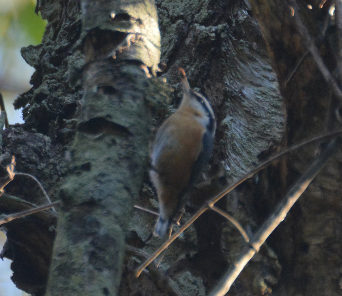 Red-breasted Nuthatch - ML643569653