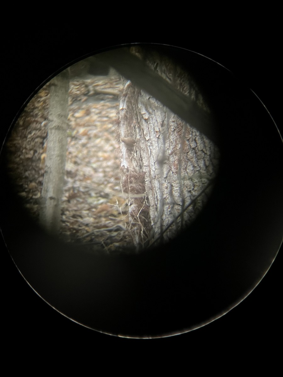 Winter Wren - ML643569666