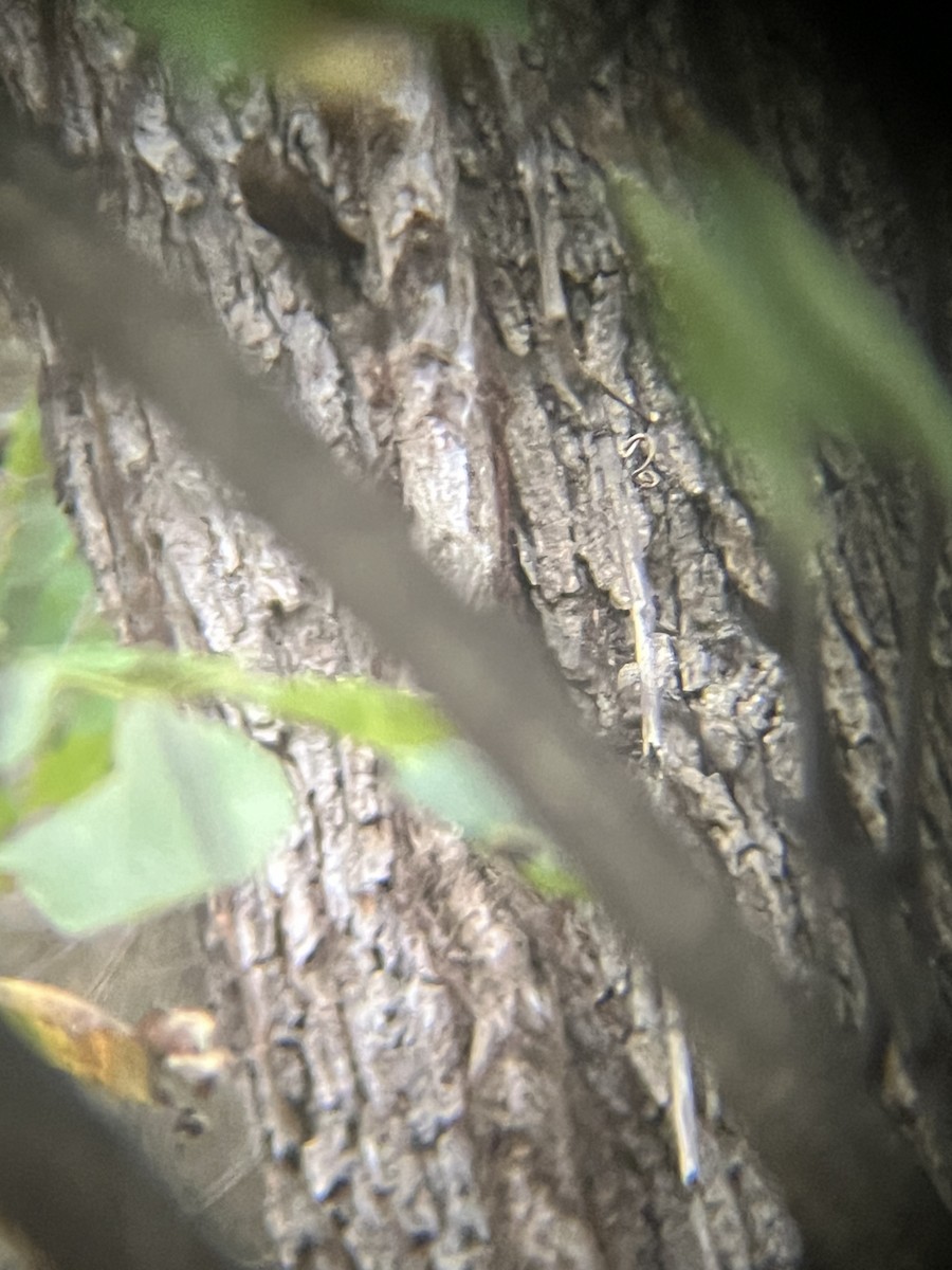 Winter Wren - ML643569667