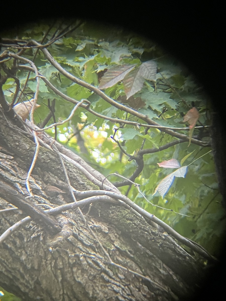 Winter Wren - ML643569668
