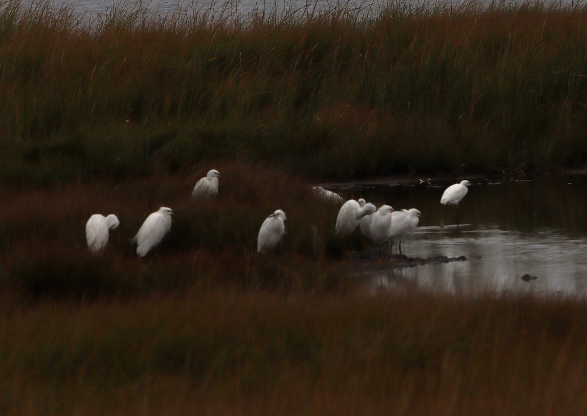 Snowy Egret - ML643569670