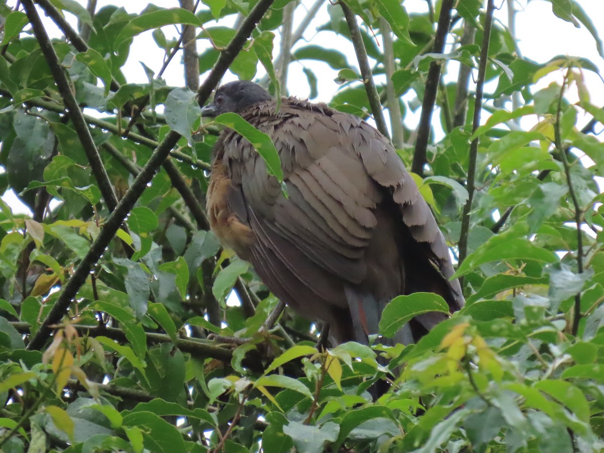 Rufous-vented Chachalaca - ML643569687