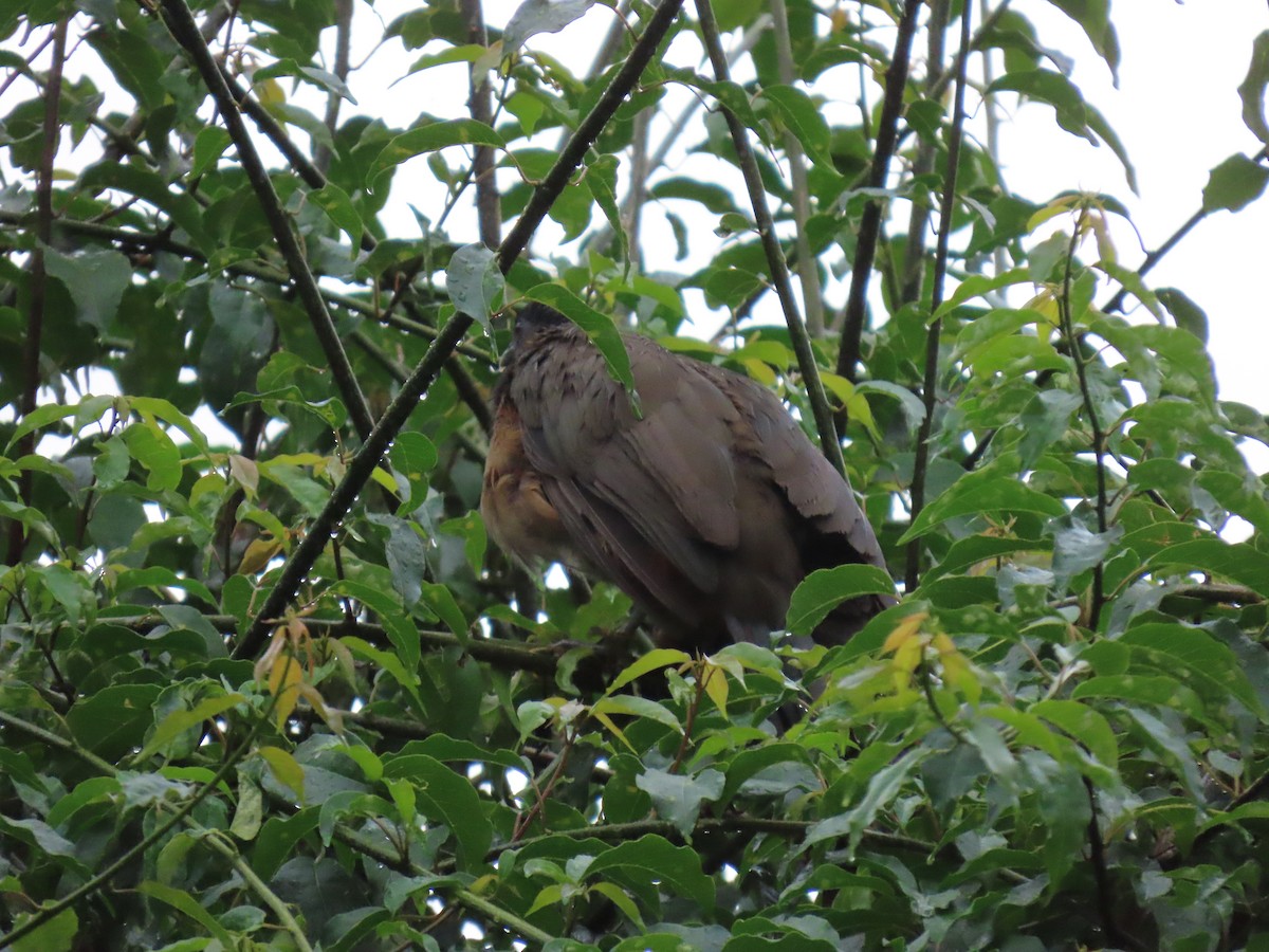 Rufous-vented Chachalaca - ML643569691