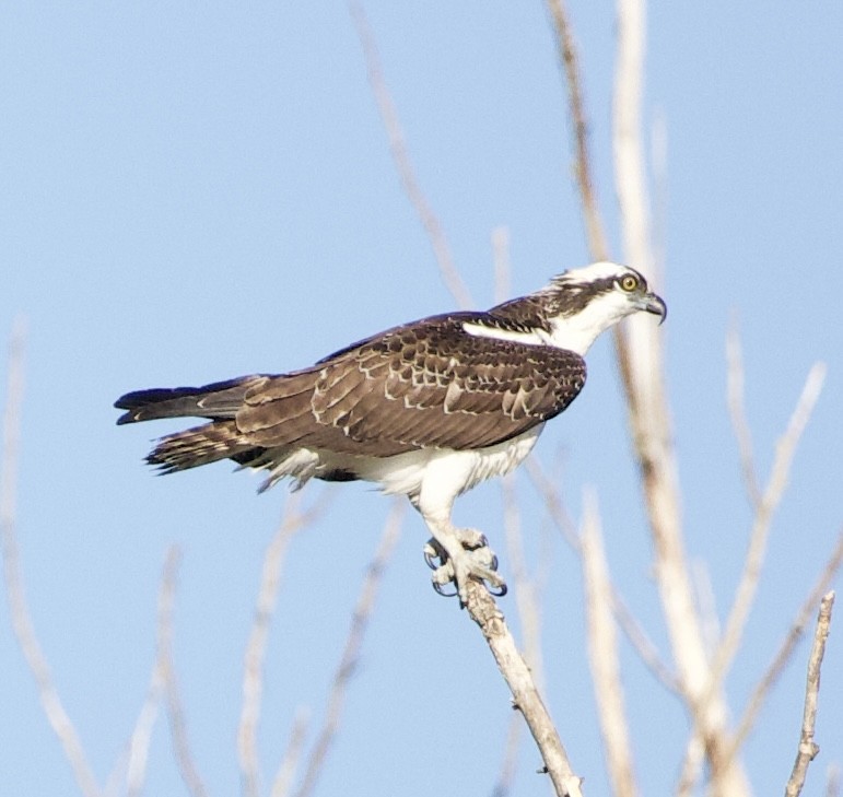 Balık Kartalı - ML643569703