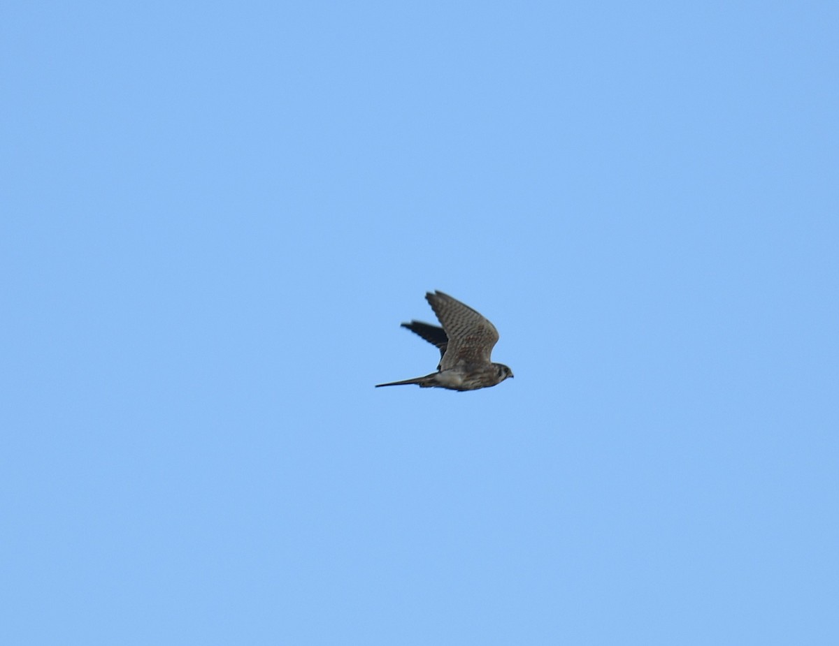 Buntfalke - ML643569712